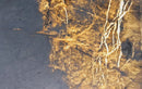 nimbus white marble slabs polished 2cm product shot backlit wide view