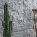Cactus plant against a textured stone wall