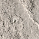 Cottonwood White Varying Length Loose Veneer Wall Tile - MSI Collection top view