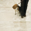 Royal Polished 18"x18" Marble Tile product shot floor view
