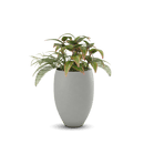 Brandy Planter