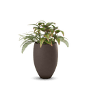 Brandy Planter